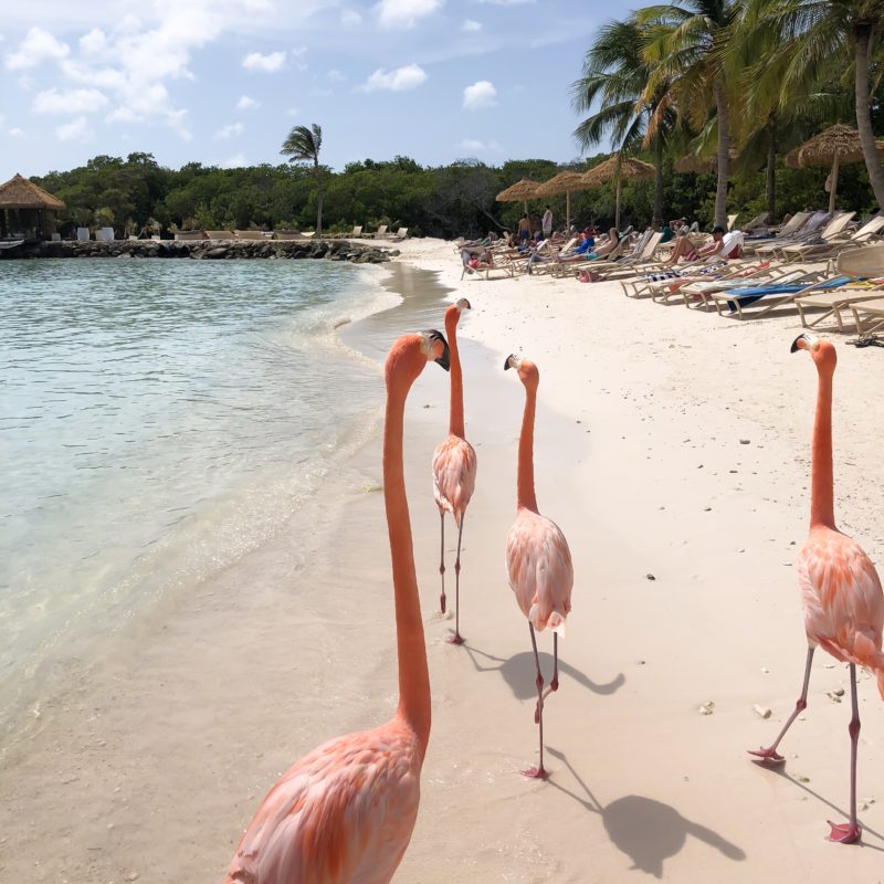Flamingo Beach Guide: Everything you need to know