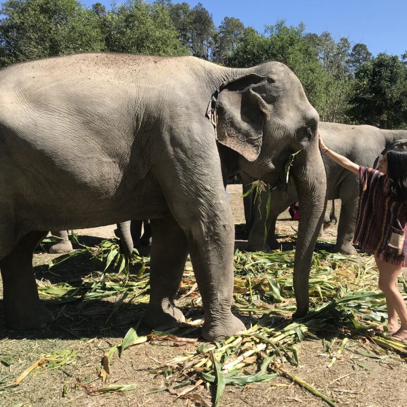 Elephant Jungle Sanctuary – What It’s Really Like to Volunteer at an Elephant Nature Camp